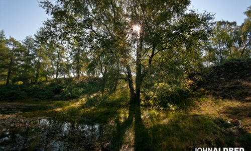 Who doesn't love backlit trees?