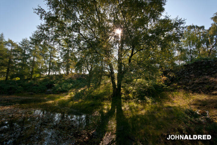 Who doesn't love backlit trees?