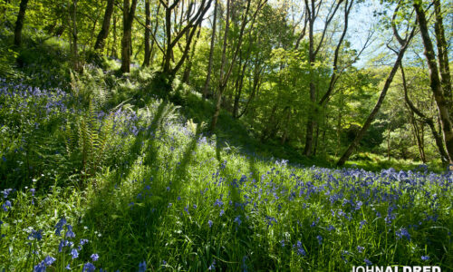 Bluebells backlit in the woods