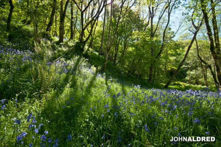 Bluebells backlit in the woods