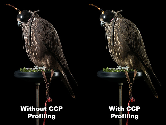 A gyr falcon profiled with and without the use of the ColorChecker Passport